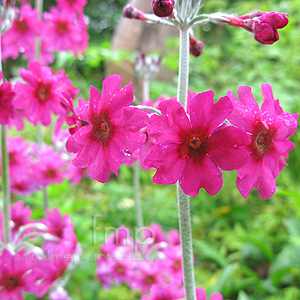 Primula  Wilsonii - Candelabra Primula