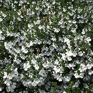 Prostanthera Cuneata