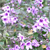 Prostanthera Sieberi