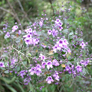 Prostanthera Sieberi