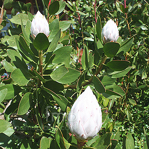 Protea Cynaroides - Protea