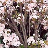 Prunus - Amanogawa