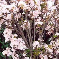 Prunus 'Amanogawa'