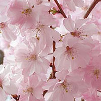 Prunus Subhirtella 'Autumnalis Rosea'