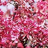 Prunus - Pink Perfection