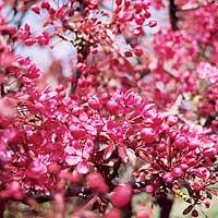 Prunus 'Pink Perfection'