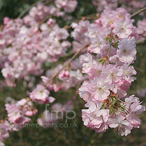 Prunus 'Accolade'