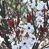 Prunus Cerasifera - Pissardii