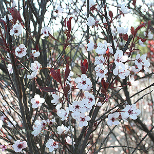 Prunus Cerasifera 'Pissardii' - Purple Leaved Plum