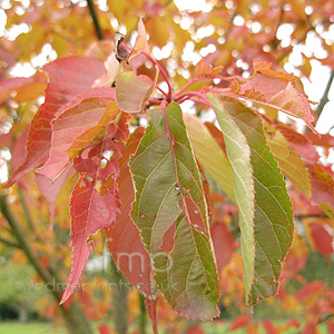 Prunus 'Ichiyo'