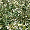 Prunus  Incisa - Fujima
