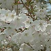 Prunus Incisa - The Bride