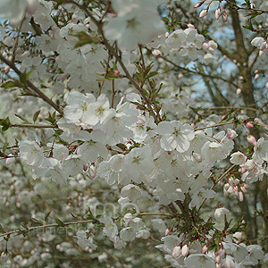 Prunus Incisa 'The Bride' - Fuji Cherry