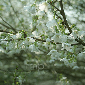 Prunus Incisa 'Yamadee'