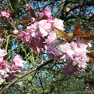 Prunus Serrulata 'Kanzan'