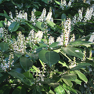 Prunus Laurocerasus - Common Laurel