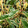 Prunus Lusitanica - Variegata