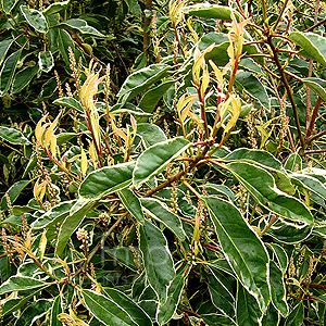 Prunus Lusitanica 'Variegata' - Variegated Portugal Laurel