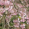 Prunus X Subhirtella - Pendula Rosea