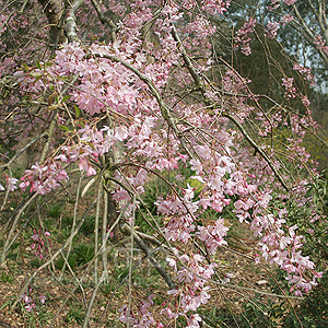 Prunus X Subhirtella 'Pendula Rosea'