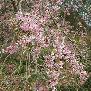 Prunus X Subhirtella 'Pendula Rosea'