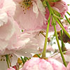 Prunus - Pink Champagne