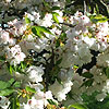 Prunus Shirotae