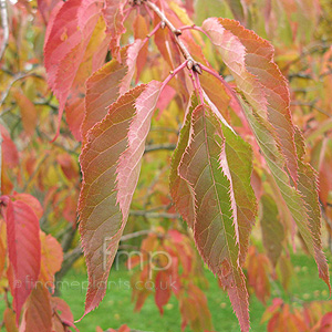 Prunus 'Shogetsu'