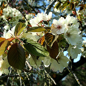 Prunus Ukon