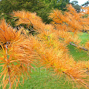 Pseudolarix Amabilis - Golden Larch