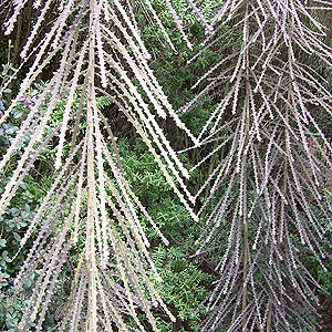 Pseudopanax Ferox - Toothed Lancewood