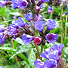 Pulmonaria Longifolia - Bertrum Anderson