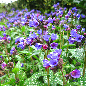 Pulmonaria Longifolia 'Bertrum Anderson'