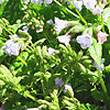 Pulmonaria Saccharata - Blue Mist