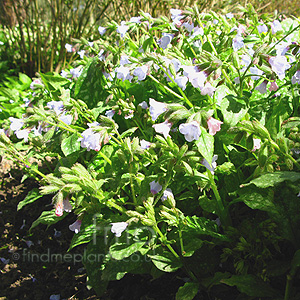 Pulmonaria Saccharata 'Blue Mist' - Lungwort