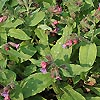 Pulmonaria Rubra - Bowles Red