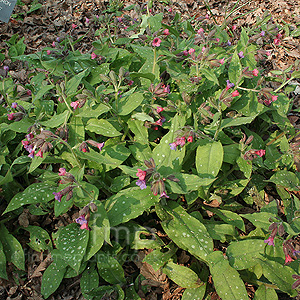 Pulmonaria Rubra 'Bowles Red' - Lungwort