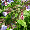 Pulmonaria - Fruhling Shimmel