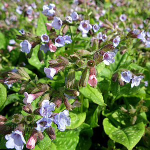 Pulmonaria 'Fruhling Shimmel' - Lungwort