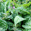 Pulmonaria Hazel Kayes Red