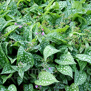 Pulmonaria 'Hazel Kayes Red' - Lungwort