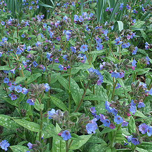 Pulmonaria 'Lewis Palmer'