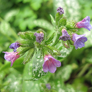 Pulmonaria 'Trevi Fountain' - Lungwort