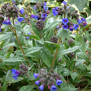 Pulmonaria Longifolia 'Cedric Morris'