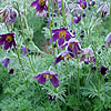 Pulsatilla Vulgaris