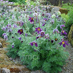 Pulsatilla Vulgaris - Pasque Flower