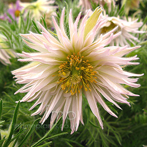 Pulsatilla Vulgaris 'Prestbury Strain' - Pasque Flower