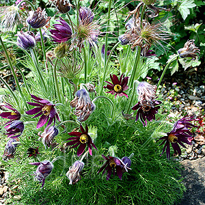 Pulsatilla Vulgaris 'Rubra'