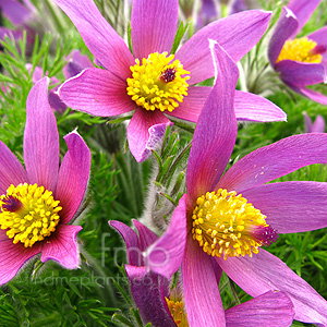 Pulsatilla Zimmermannii - Pasque Flower