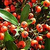 Pyracantha Coccinea